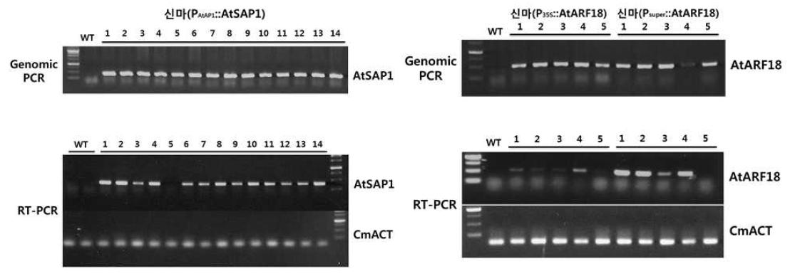 Genomic PCR과 RT-PCR에 의한 국화 형질전환체의 확인 및 transgene의 발현량 조사