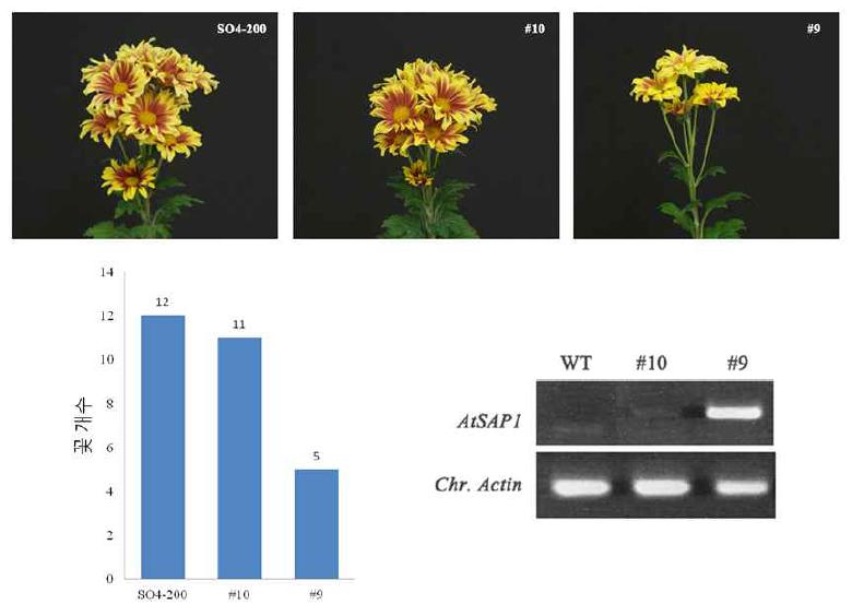 스프레이 국화 무랑루즈에서 SAP1 유전자 발현에 의한 꽃봉오리 형성 조절