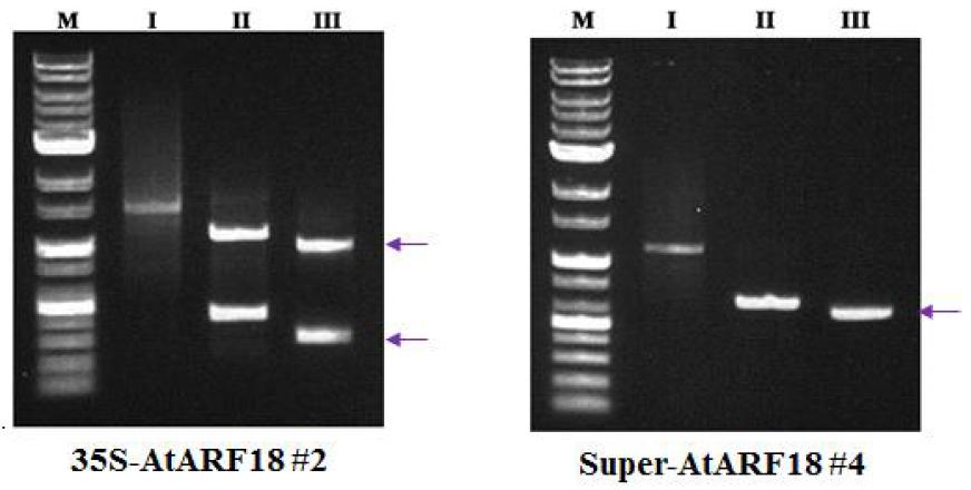 AtSAP1 유전자가 발현하는 국화 형질전환체의 TAIL-PCR 증폭 결과