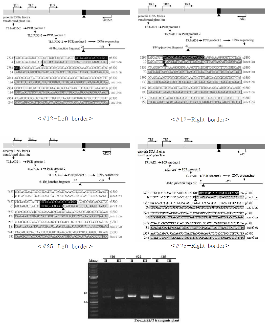 PAP1::AtSAP1 국화 형질전환체의 TAIL-PCR