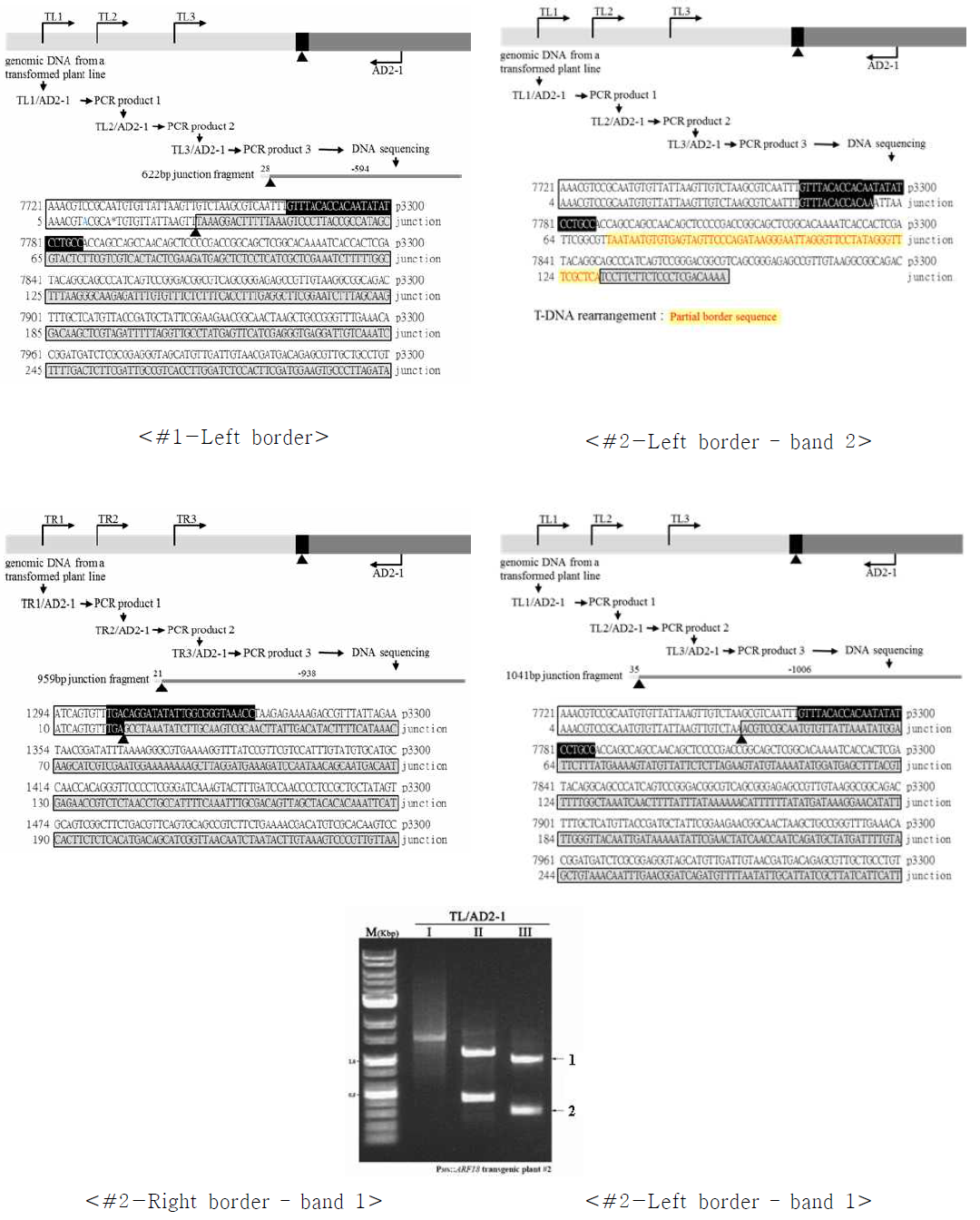 P35S::AtARF18 국화 형질전환체의 TAIL-PCR