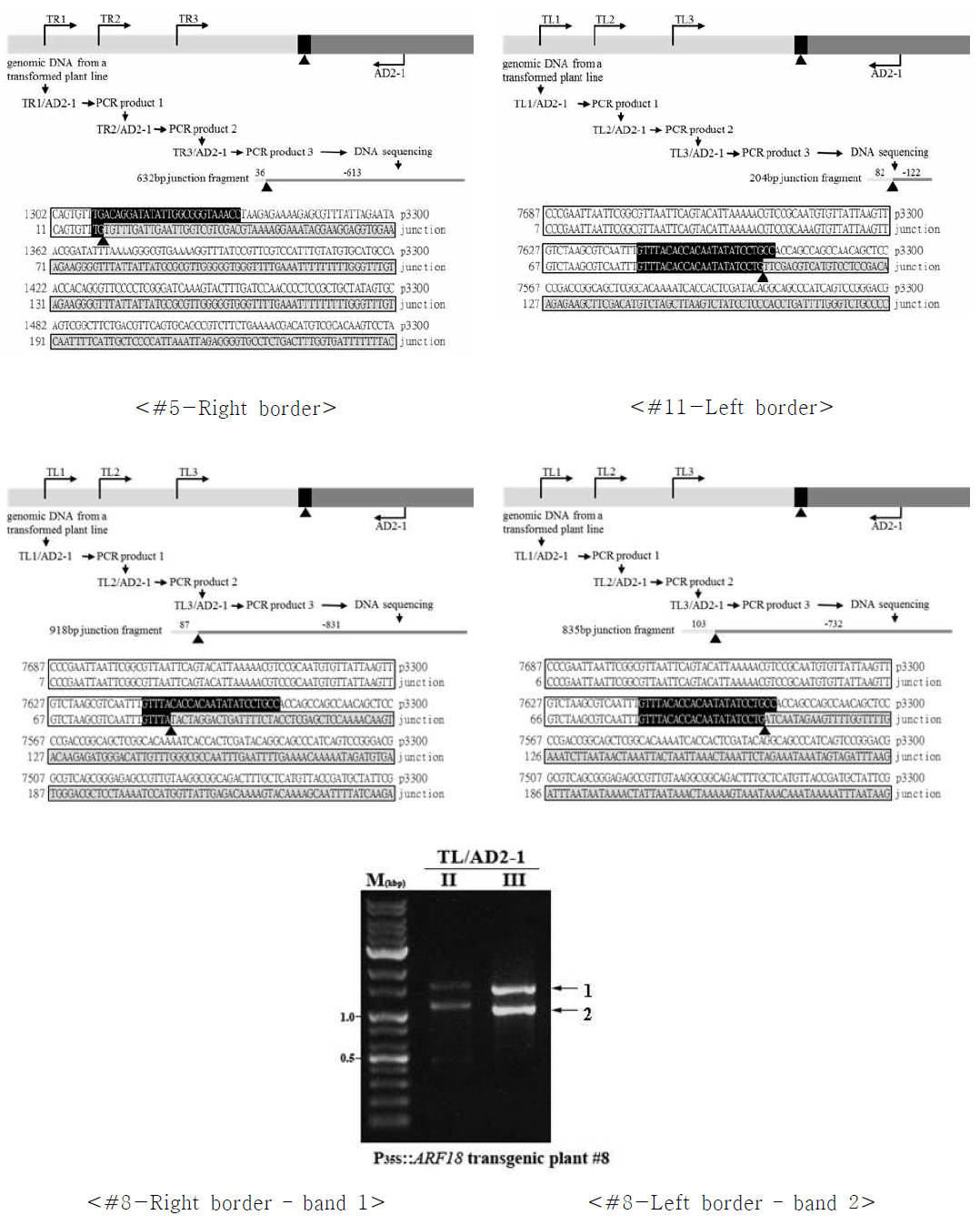 P35S::AtARF18 국화 형질전환체의 TAIL-PCR