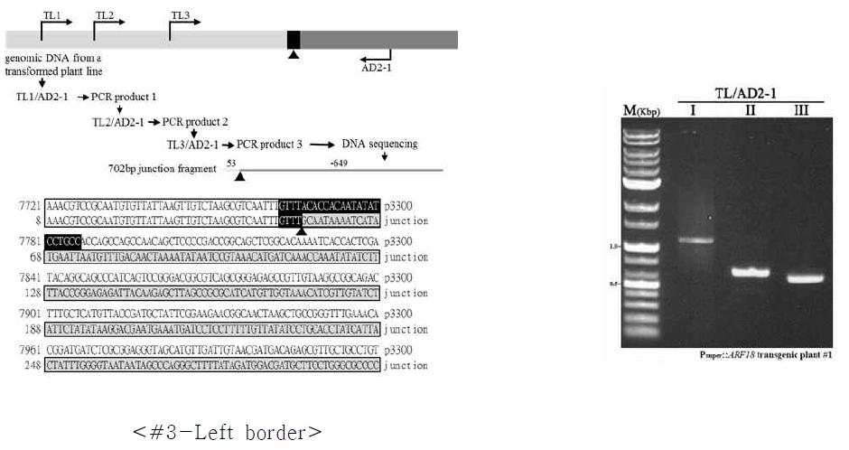 PSuper::ARF18 국화 형질전환체의 TAIL-PCR