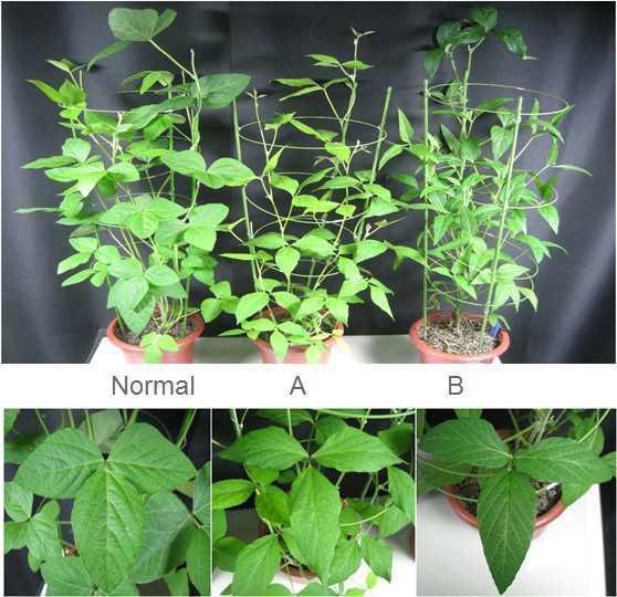 형질전환이 이루어진 콩에서 직립 줄기와 잎을 보이며 compact 초형을 보이는 T1(B)을 보이고 있다.