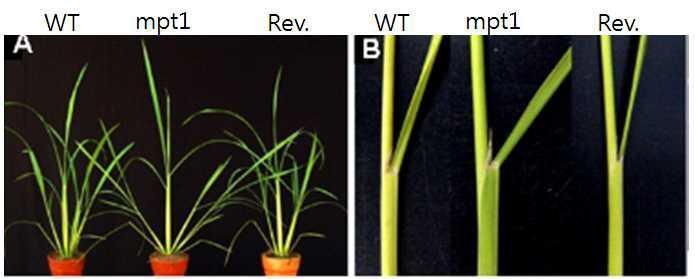 변이체의 분얼각(A)과 엽각(B)을 정상적인 식물체와 Ds가 뛰어나가 정상으로 된 revertant (Rev)와 비교한 것으로 MPT1의 발현에 따라 각도가 달라지는 것을 관찰할 수 있다.
