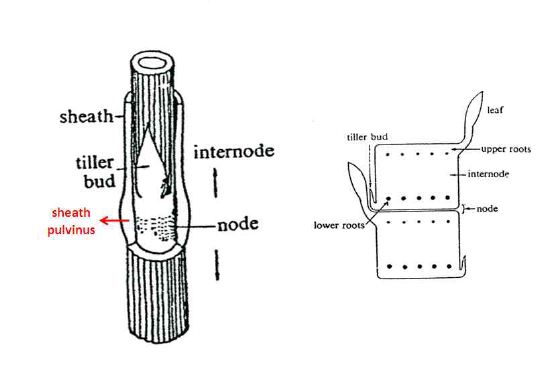 줄기 윗 마디 아래에서 발생하는 분얼과 아랫마디 윗부분에서 발생하는 엽초의 위치를 나타내는 그림.