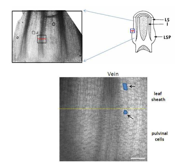 엽초와 pulvinal 조직의 경계를 관찰하기 위한 조직 분리 (윗그림)과 confocal microscope를 통해 관찰한 abaxial 쪽의 표피조직. 화살표는 평균크기의 세포를 나타낸 것이다.