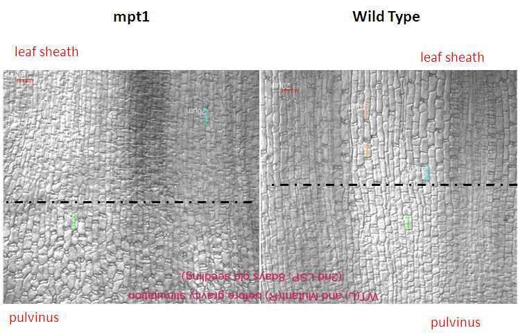 8일 된 mpt1 변이와 정상 유묘의 둘째엽의 pulvinal 조직의 비교 변이체가 정상적인 식물체에서 보다 세포가 작은 것이 관찰되었다.
