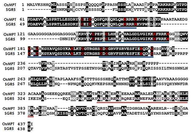 벼 OsMPT1과 애기장대 SGR5의 염기서열 배열