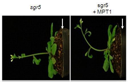 애기장대 srg5 변이에 대한 MPT1의 complementation assay MPT cDNA를 sgr5 변이에 발현시켜 정상적으로 중력에 반응하는 것을 보여 주고 있음. 애기장대를 뉘힌 후 중력반응을 관찰한 것임.