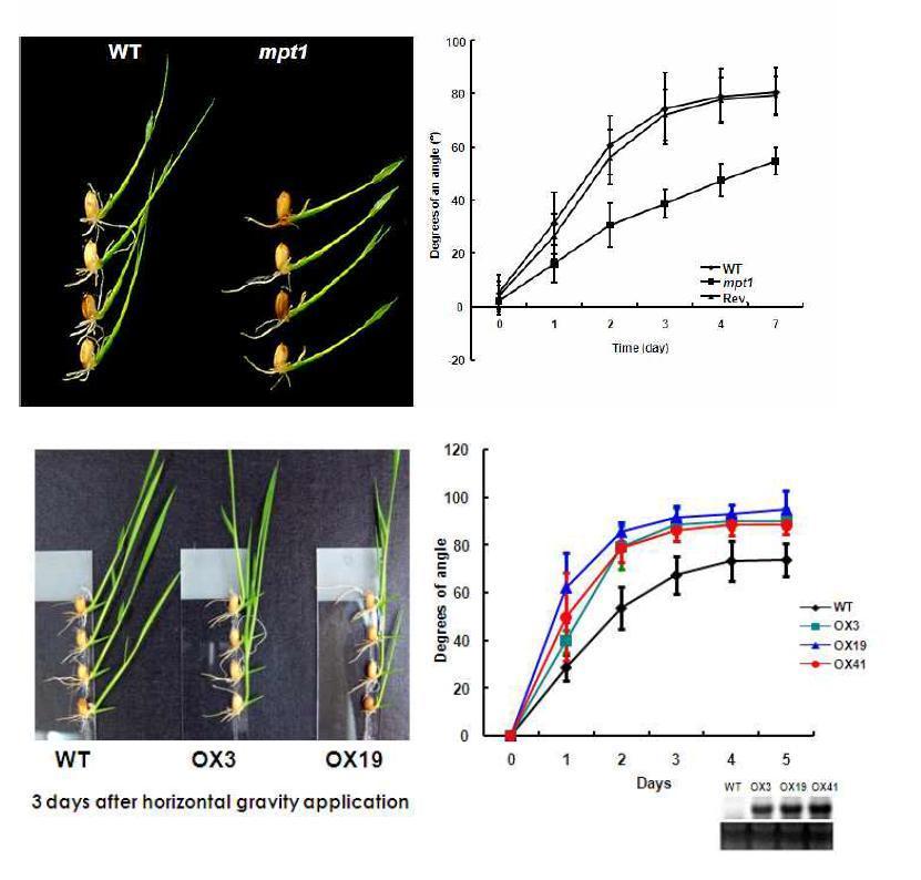 중력 반응에 둔감한 mpt1 변이체 (윗 그림)와 중력에 과민반응을 보이는 MPT1 과발현 (아랫 그림). 정상적인 생육 조건에서 기른 유묘를 90도 각도로 3일 동안 눕힌 후의 모습이다. 오른쪽 그림들은 직립하는 식물체의 움직임을 시간별 직립 각도를 기록한 것을 보여 주고 있다.