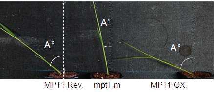 정상적 (MPT1-Rev), 변이 (mpt1-m), 그리고 과발현 (MPT1-OX) 식물체를 90도 수평하게 뉘인 후 (점선으로 표시)에서 3일 후 중력에 반응하여 굽혀진 식물체를 보여주고 있으며 중력 반응 각도를 A°로 나타내고 있다.