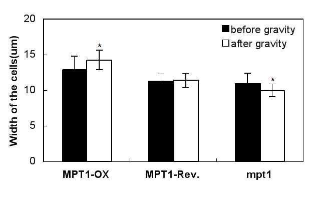 정상적인 조건에서 자란 mpt1 변이체, 과발현 그리고 정상체의 pulvinal 조직을 gravity의 방향을 바꾸기 전 (before gravity)과 바뀌고 나서 3일 후 (after gravity)의 pulvinal 조직의 표피세포의 폭 (width)을 잰 수치이다.
