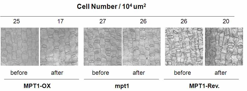 정상적인 조건에서 자란 mpt1 변이체, 과발현 그리고 정상체의 pulvinal 조직을 gravity의 방향을 바꾸기 전 (before gravity)과 바뀌고 나서 3일 후 (after gravity)의 pulvinal 조직의 표피세포의 단위면적당 세포 수이다.