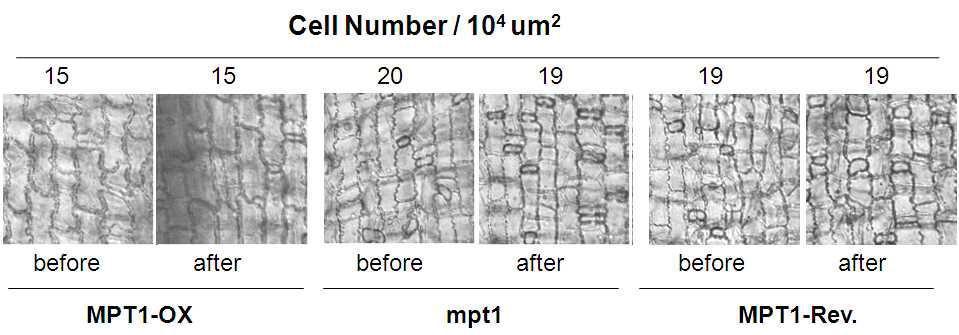 정상적인 조건에서 자란 mpt1 변이체, 과발현 그리고 정상체의 leaf sheath (엽초)의 표피세포를 gravity의 방향을 바꾸기 전 (before gravity)과 바뀌고 나서 3일 후 (after gravity) 의 단위면적당 세포 수이다.