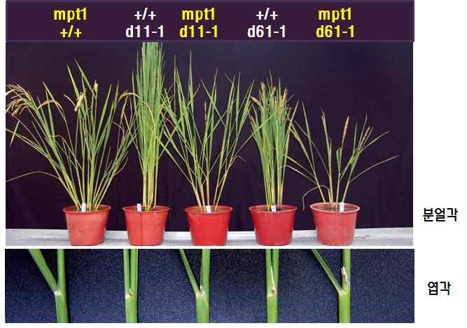 BR 합성변이(d11-1)와 BR 신호전달 변이(d61-1)를 각각 MPT1 변이와 교배한 double mutant (mpt1/d11-1과 mpt1/d61-1)의 식물체를 모본들과 정상적인 식물체와 비교한 것이다.