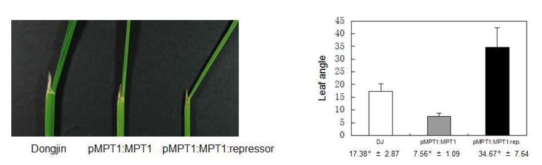 동진벼와 MPT1promotor로 발현시킨 MPT1 cDNA와 MPT1 cDNA::SRDX fusion 형질전환체의 엽각을 비교한 것이다.