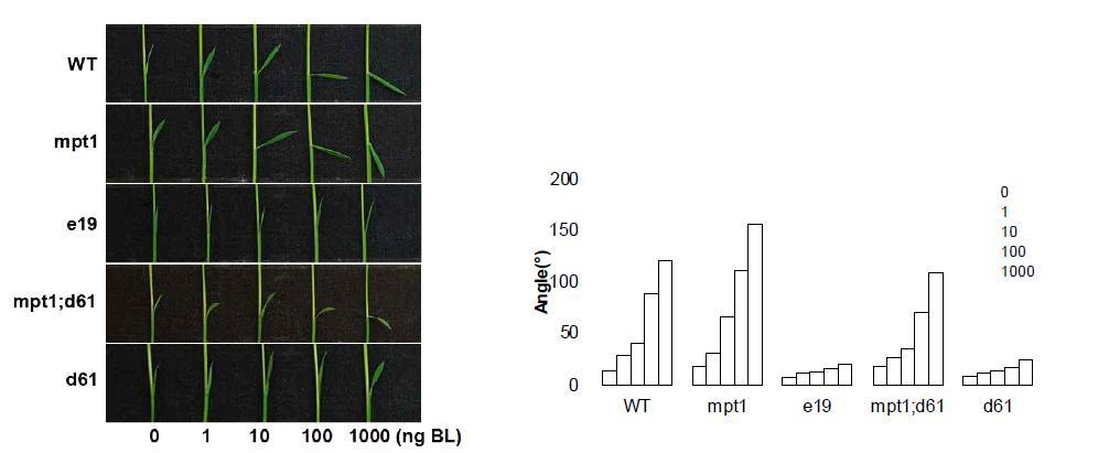 여러 brassinolides 농도에 따른 정상체 (WT), mpt1, e19(MPT1 과발현계통), 이중 변이 mpt1;d61, d61의 lamina joint의 열개정도를 보여 주고 있다.