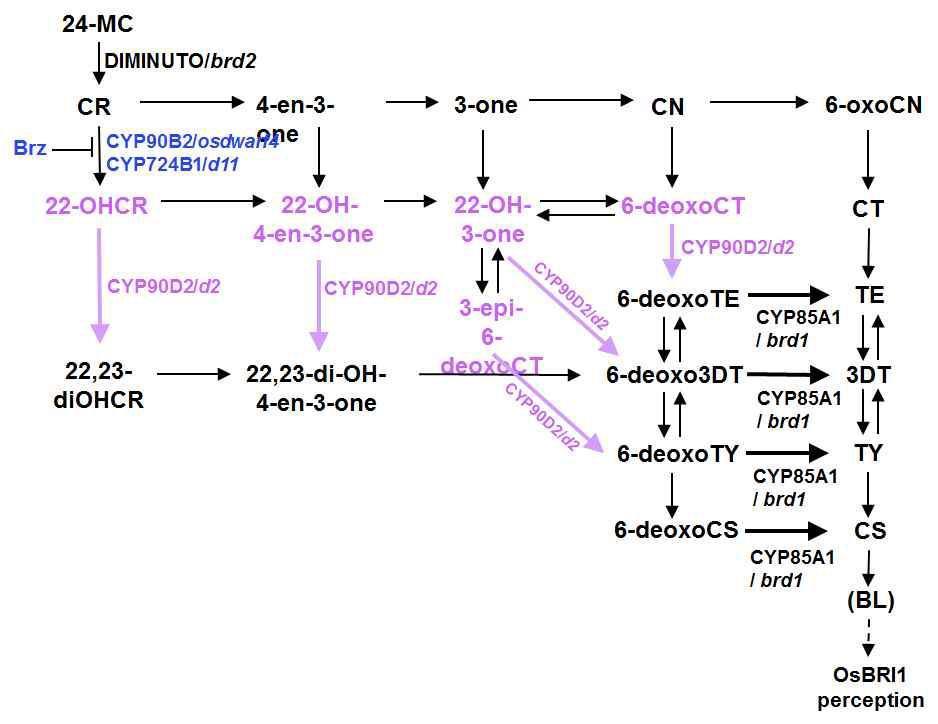 BL 합성경로와 brd2, d11/osdwarf4, d2, brd1 유전자가 관련된 합성단계를 표시하였다. Brz에 의해 억제되는 합성단계도 그림에 포함되어 있다.