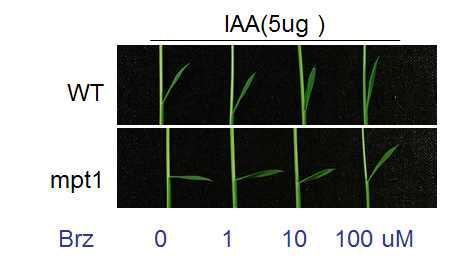 Brz 농도에 따라 mpt1의 IAA에 의해 mpt1 엽각이 넓어지는 효과가 억제되는 것을 보여 주고 있다.