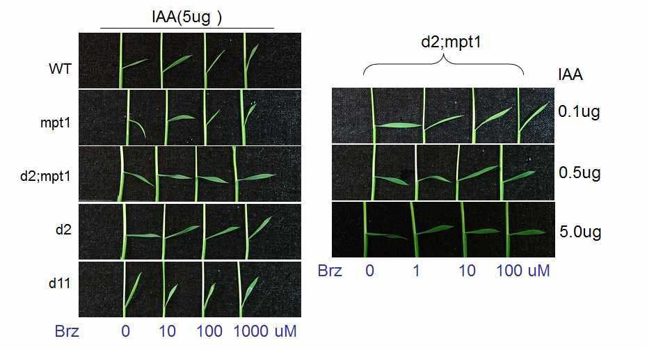 Brz 농도에 따라 IAA에 의한 정상체, mpt1, 이중변이 d2;mpt1, d2, 그리고 d11의 엽각이 좁아지는 것을 보여 주고 있다.