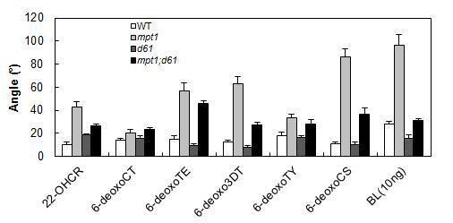 100 ng 의 C-22-hydroxylated 6-deoxoBRs, 100 ng 6-deoxoCS, 그리고 10 ng 과 100 ng BLs을 5일 된 유묘 (WT, mpt1, d61, mpt1;d61)에 2일 처리한 후의 lamina joint angle을 잰 것이다.