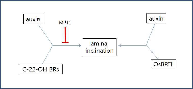 엽각을 결정하는 auxin과 BR 상호작용에서 MPT1의 역할