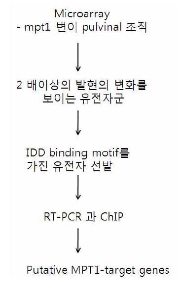 MPT1 target 유전자를 선발하기 위한 전략