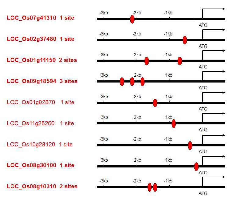 EMSA와 CHIP assay를 위해 임의로 선발한 positive response 유전자 7개와 negative response 하는 유전자 2개의 promoter 부위와 putative IDD binding domain (빨간색의 타원)