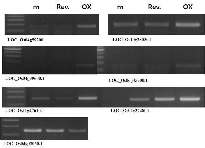 세포벽과 extracellular matrix에 관련된 유전자들의 발현을 mpt1 변이와 MPT1 과 발현에서 RNA 양을 측정한 RT-PCR