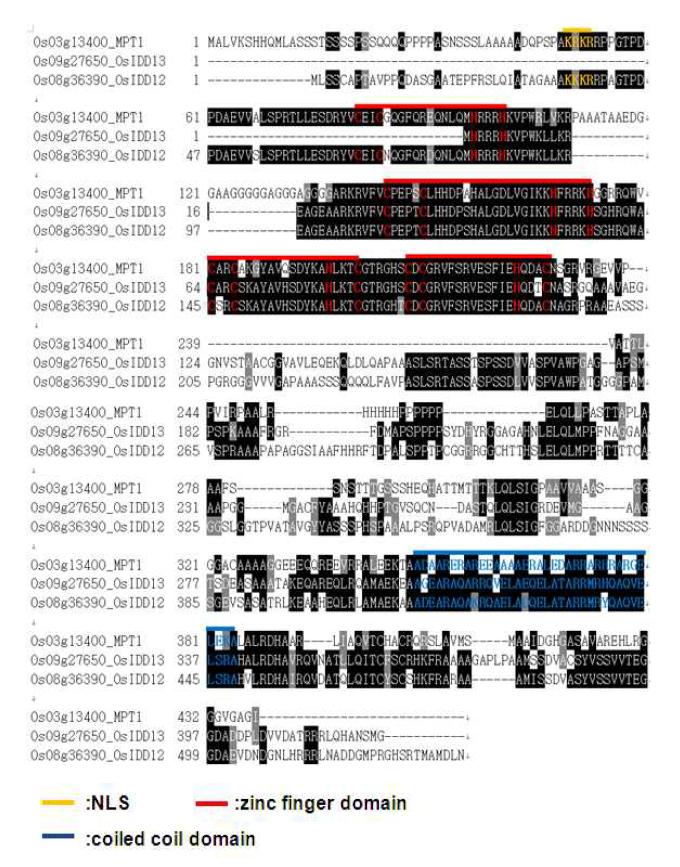 MPT1, IDD12, 와 IDD13 간의 아미노산 서열 상동성