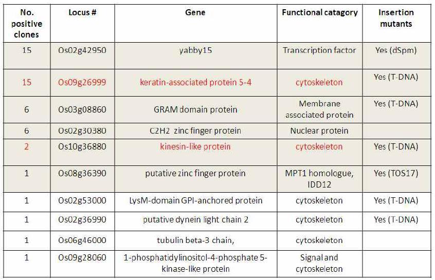 Yeast Two Hybrid를 통해 확인된 MPT1과 interaction하는 유전자