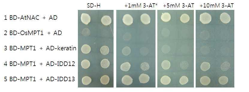 Keratin, IDD12, IDD13과 MPT1과의 결합관계를 밝히고자 수행한 Yeast Two Hybrid assay