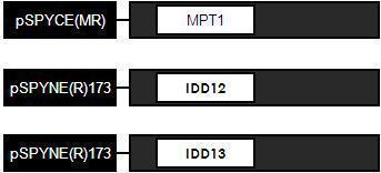 MPT1 coding region을 eYFP의 C-terminal 155 a.a. fragment와 fusion 단백질을 발현토록 했으며 IDD12와 IDD13은 eYFP의 N-terminal 173 a.a. fragment와 fusion 단백질 발현토록 vector 구축하였다.