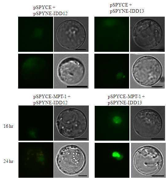 BiFC assay을 위해 벼의 잎에서 추출한 protoplast를 이용하였다. control로 IDD12와 IDD13만을 발현시켰으며 (상단) MPT1과 coinfection 후 16시간 그리고 24 시간 후에 fluorescence를 관찰하였다.