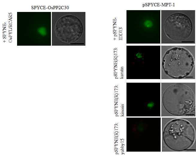 IDD13, Keratin, 그리고 kinesin이 MPT1과의 결합하는 것을 보여주는 BiFC assay. Assay는 벼의 잎에서 추출한 protoplast를 이용하였다. Control로 벼의 OsPP2C30와 RCAR5를 사용하였다. Coinfection 후 16시간 후에 fluorescence를 관찰하였다.