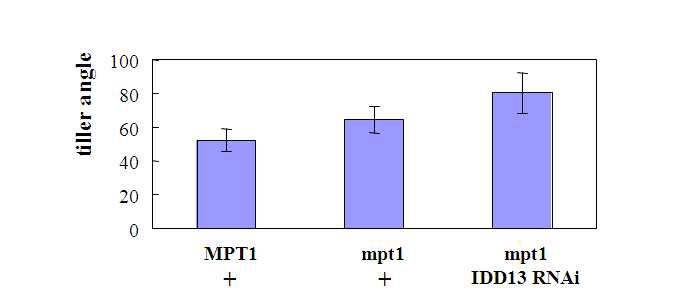 mpt1과 IDD13 RNAi의 single double 변이계통의 분얼각