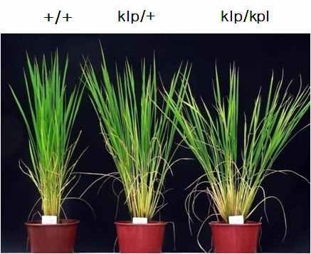 klp 변이의 표현형