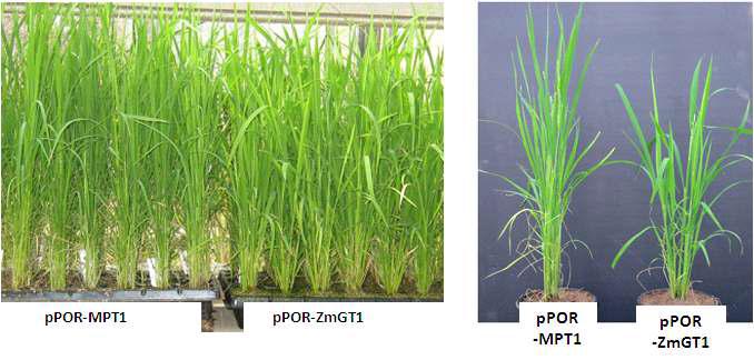 POR promoter를 이용해 창출된 MPT1 T1 세대의 식물체