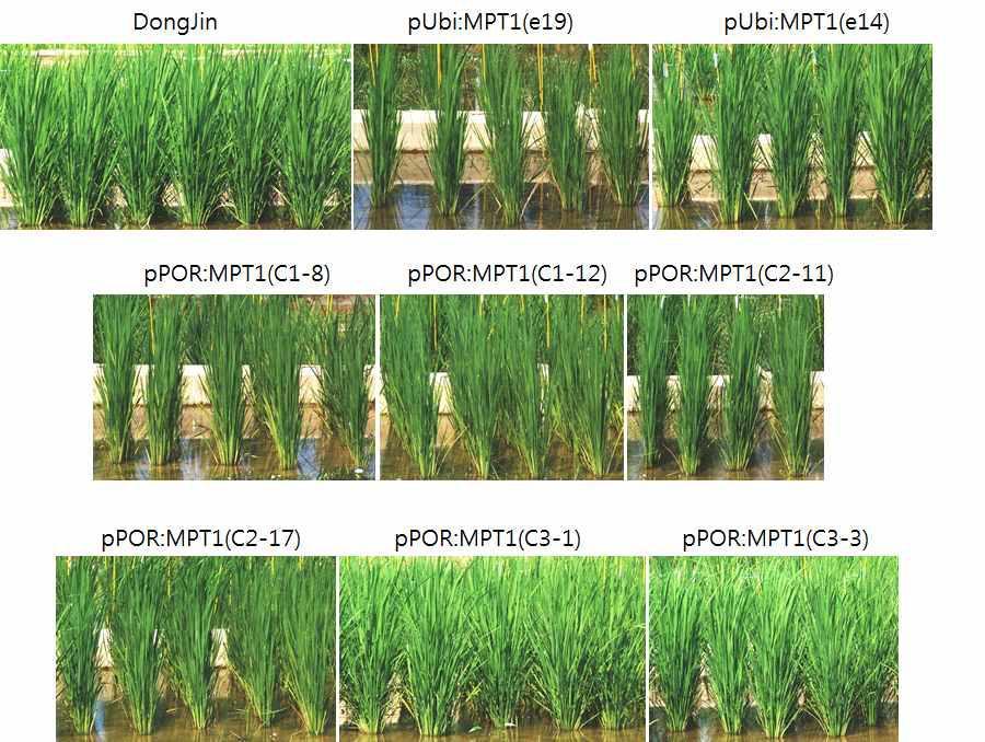 동진벼에 Ubi와 POR promoter를 이용하여 MPT1을 발현시킨 계통들이 2013년 포장에서의 초형.