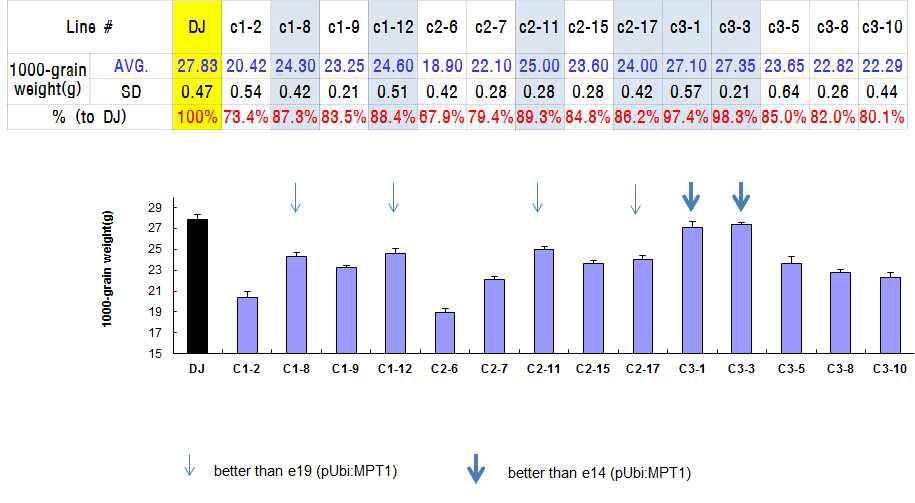 pPOR:MPT1 형질전환 14개의 T2 계통에 대한 1000립중
