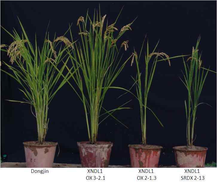 XNDL1을 형질전환 시켰을 경우 다양한 형태의 계통이 창출된다 (2012년 포장사진).