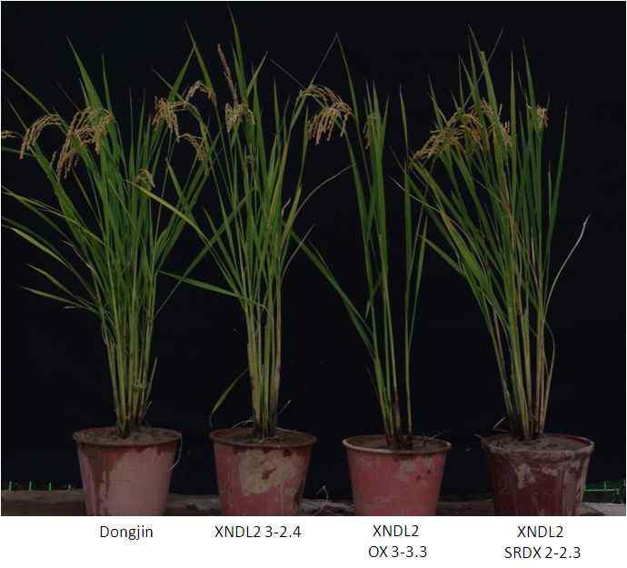 XNDL2을 형질전환 시켰을 경우 다양한 형태의 계통이 창출된다 (2012년 포장사진).
