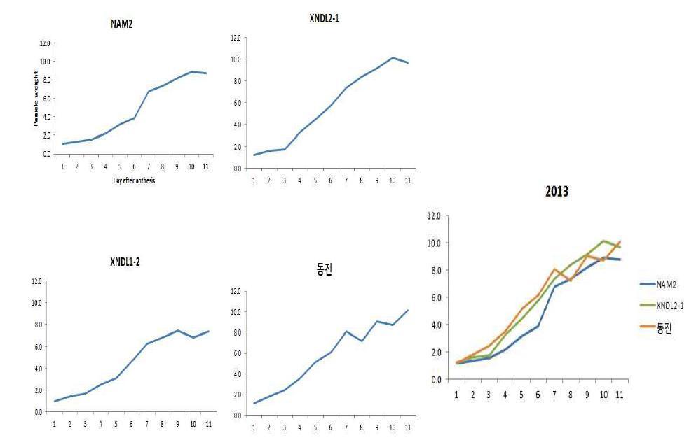 2012년과 2013년의 XNDL1, 2, 그리고 NAM2 과발현계통이 출수 후 일정간격으로 이삭의 무게를 측정한 grain filling rate를 보여 주고 있다