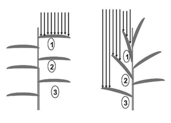 수평한 잎의 식물체(a)와 직립형의 식물체(b)가 태양광(수직내림 화살표)에 대한 수광 상태를 보여 주는 그림.