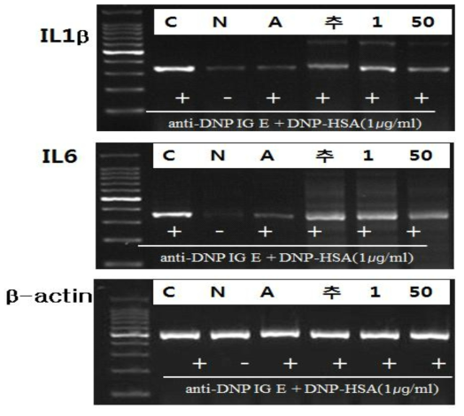 RBL-2H cell의 사이토카인 합성조절에 영향하는 쌀 추출물의 효과