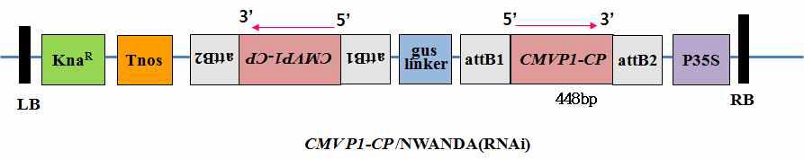 CMVP1-CP/NWANDA Vector.
