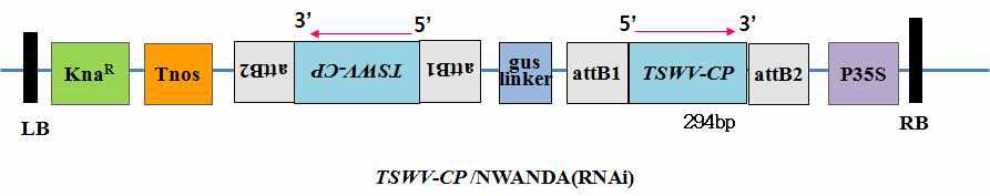 TSWV-CP/NWANDA Vector.