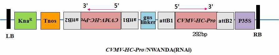 CVMV-HC-Pro/NWANDA Vector.