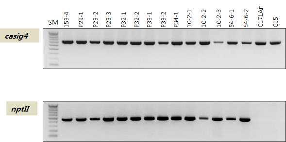 PepMoV-HC-Pro-C GM고추의 nptII gene PCR 검정.